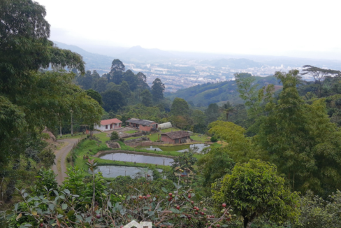 Finca en Vena en Colombia, eje cafetero, dosquebradas, en permuta (16)